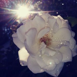 Meet your Posher, Cornelius